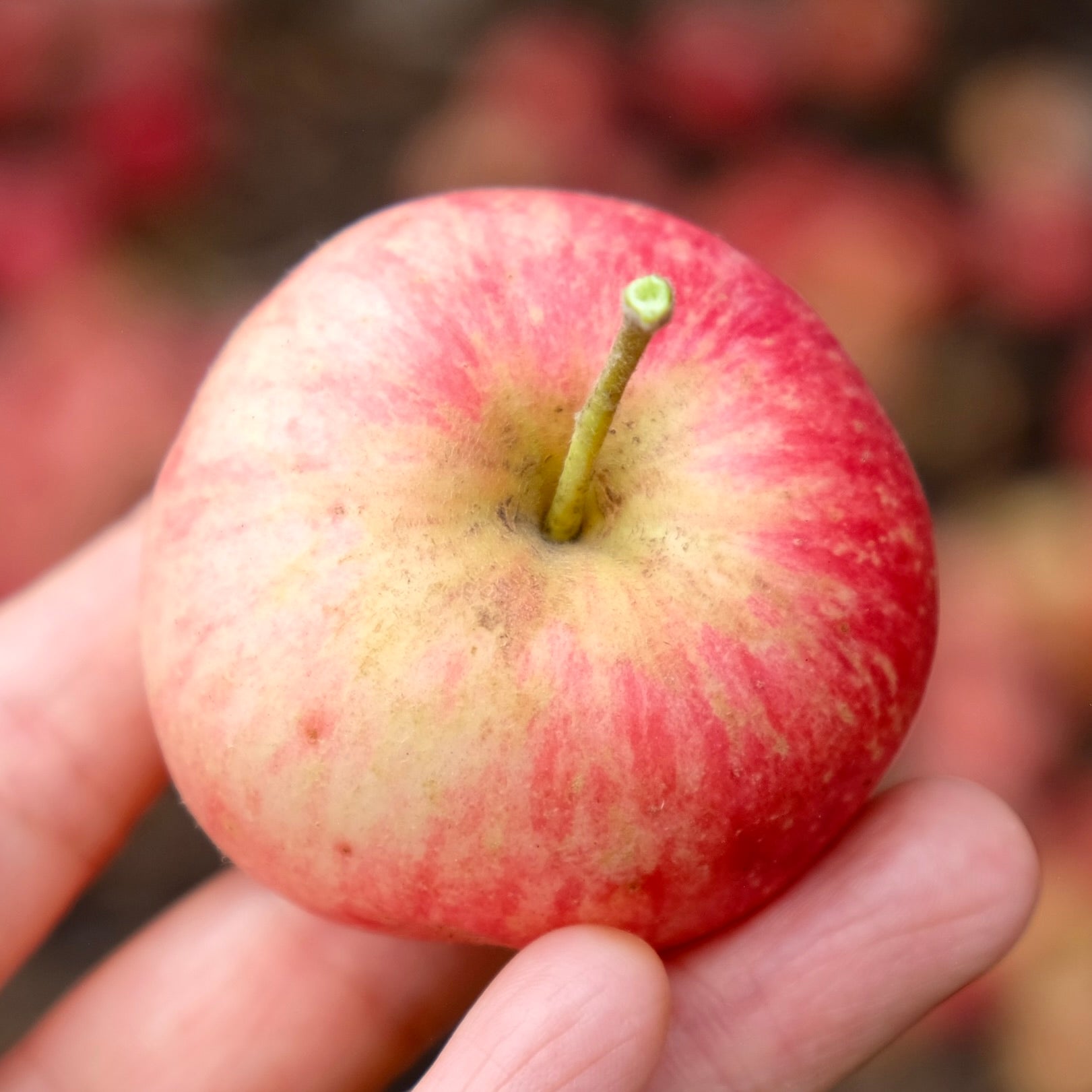 apples  Minnesota Prairie Roots