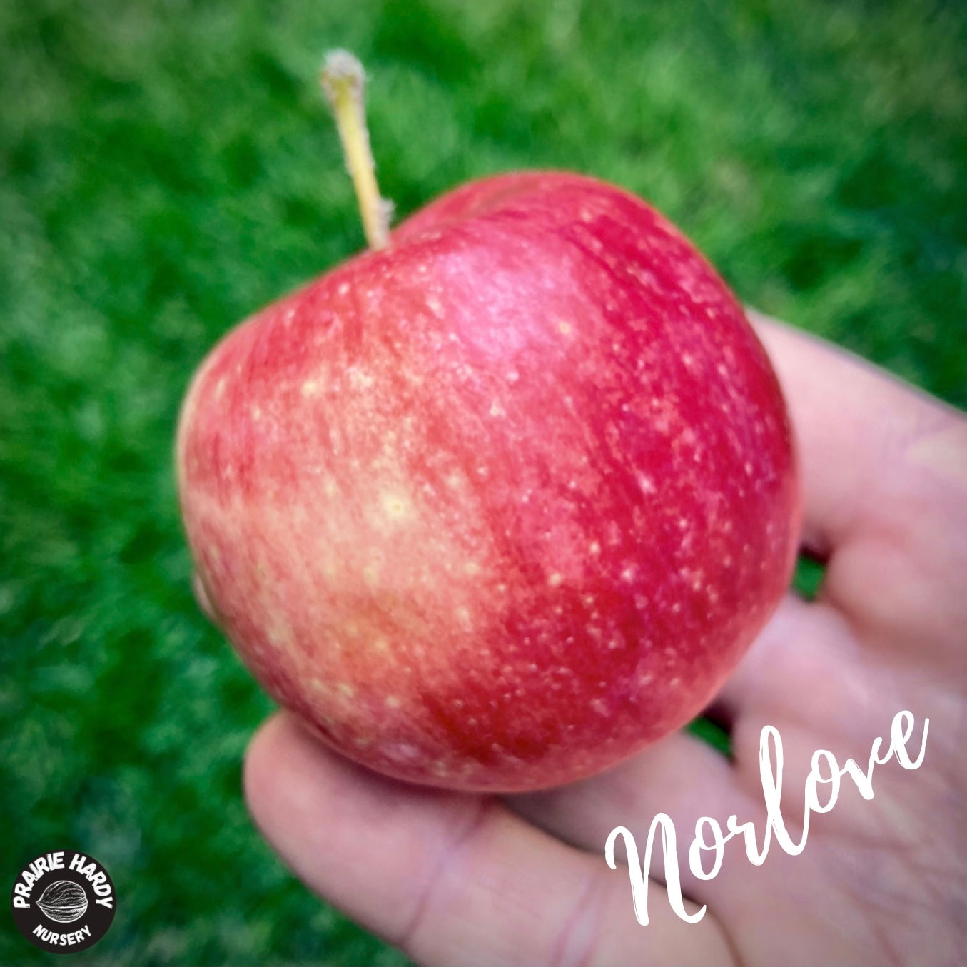 Rare and Heritage Apple Trees