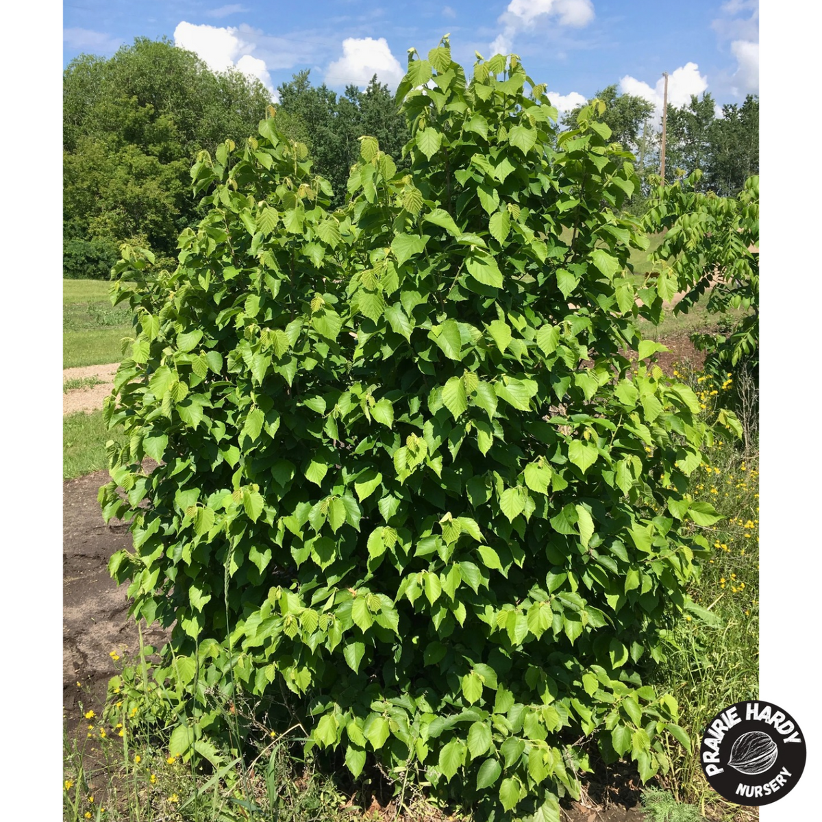 Northern Select Hazelnut