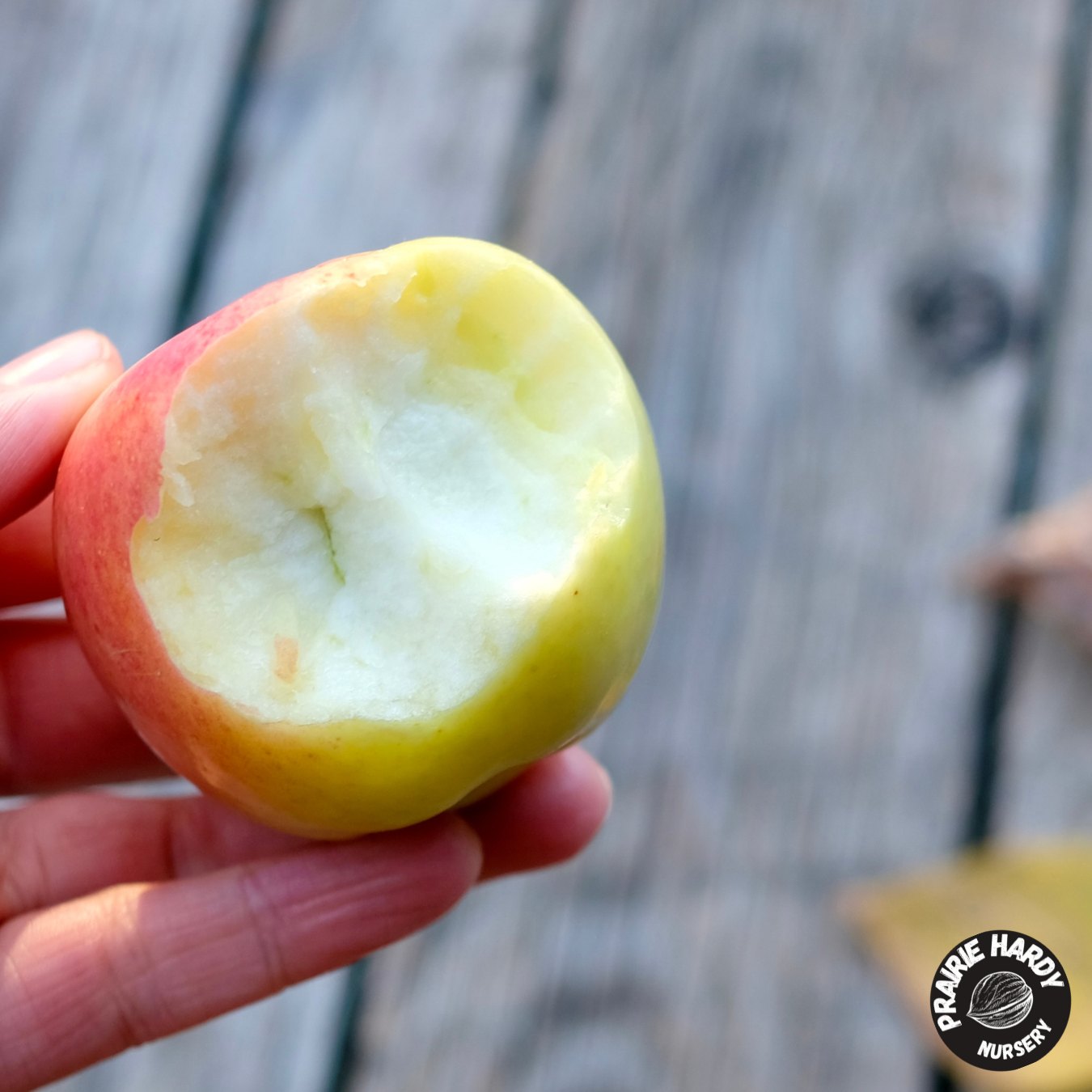 Prairie Sensation Apple