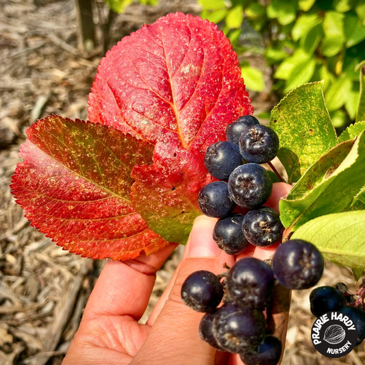 Viking Aronia Berry