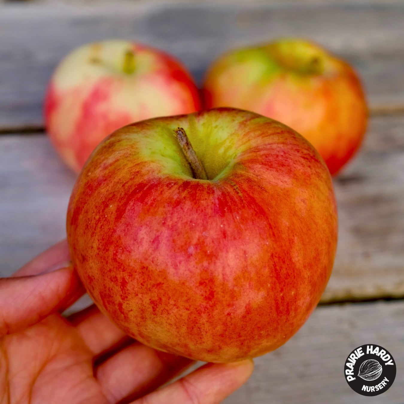 Top Sellers - In Stock