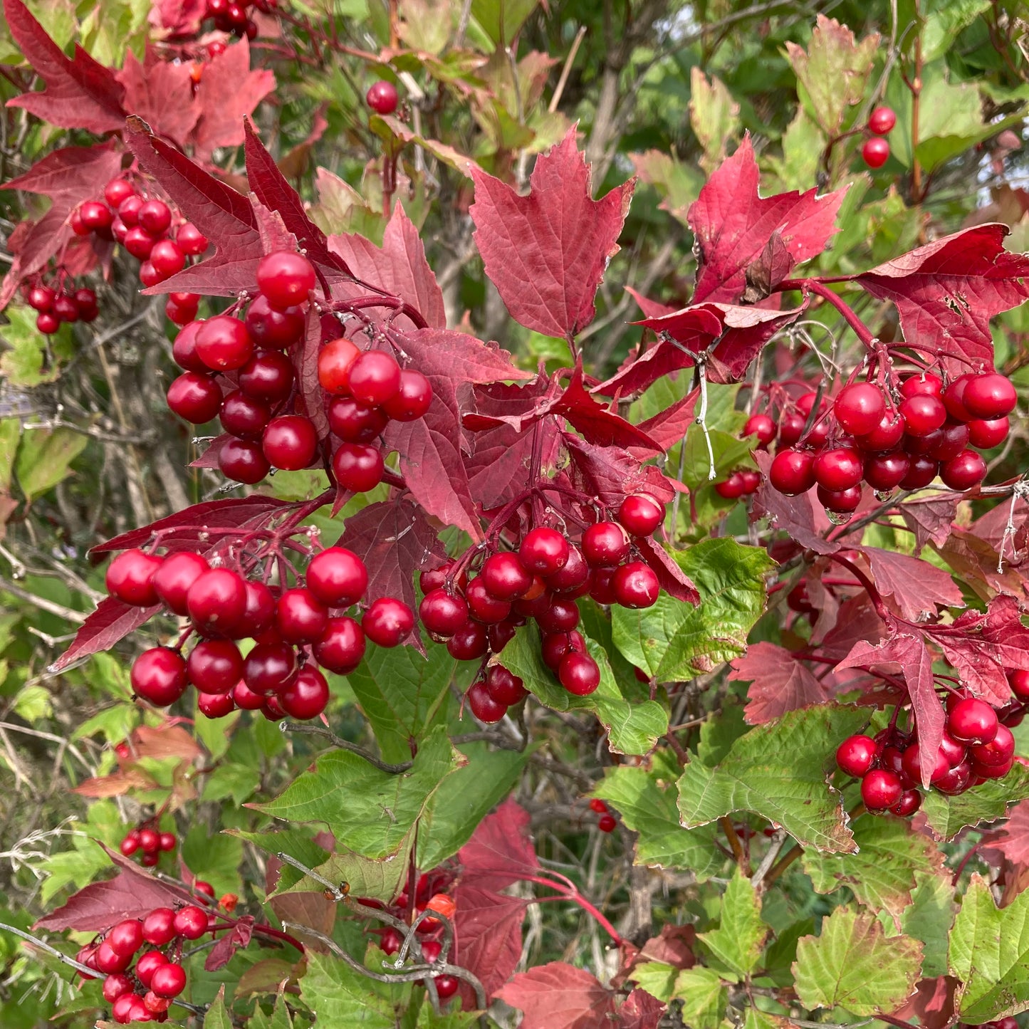 Highbush Cranberry