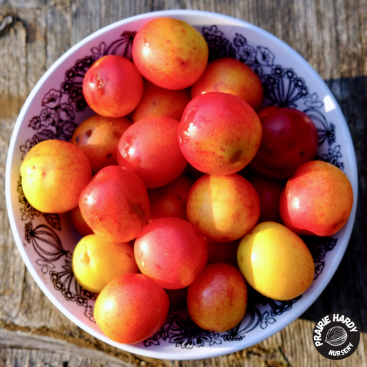 American Plum