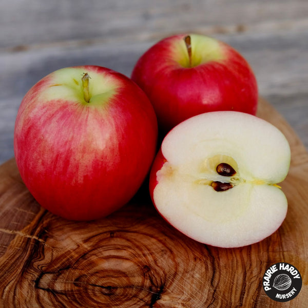 Autumn Delight Apple