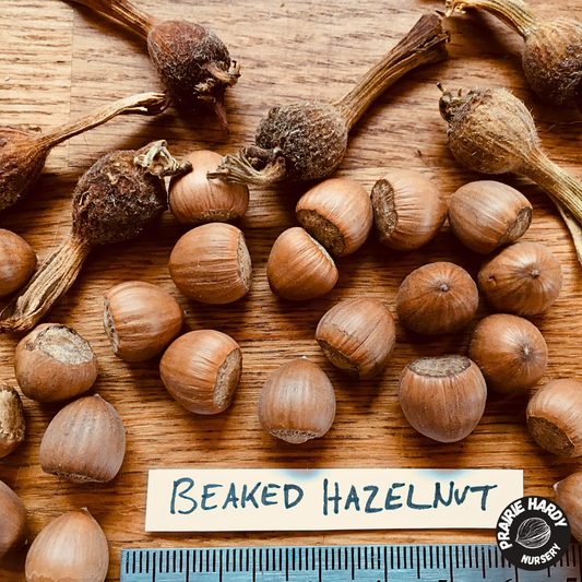 Beaked Hazelnut