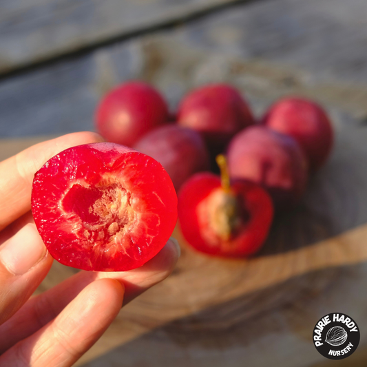 Bei Tang Plumcot