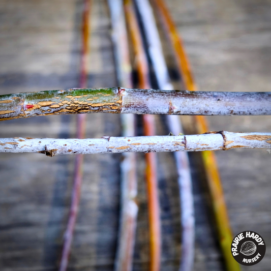 Bluestreak Willow