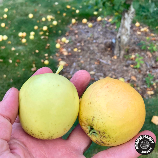 Boughen Delight Apple