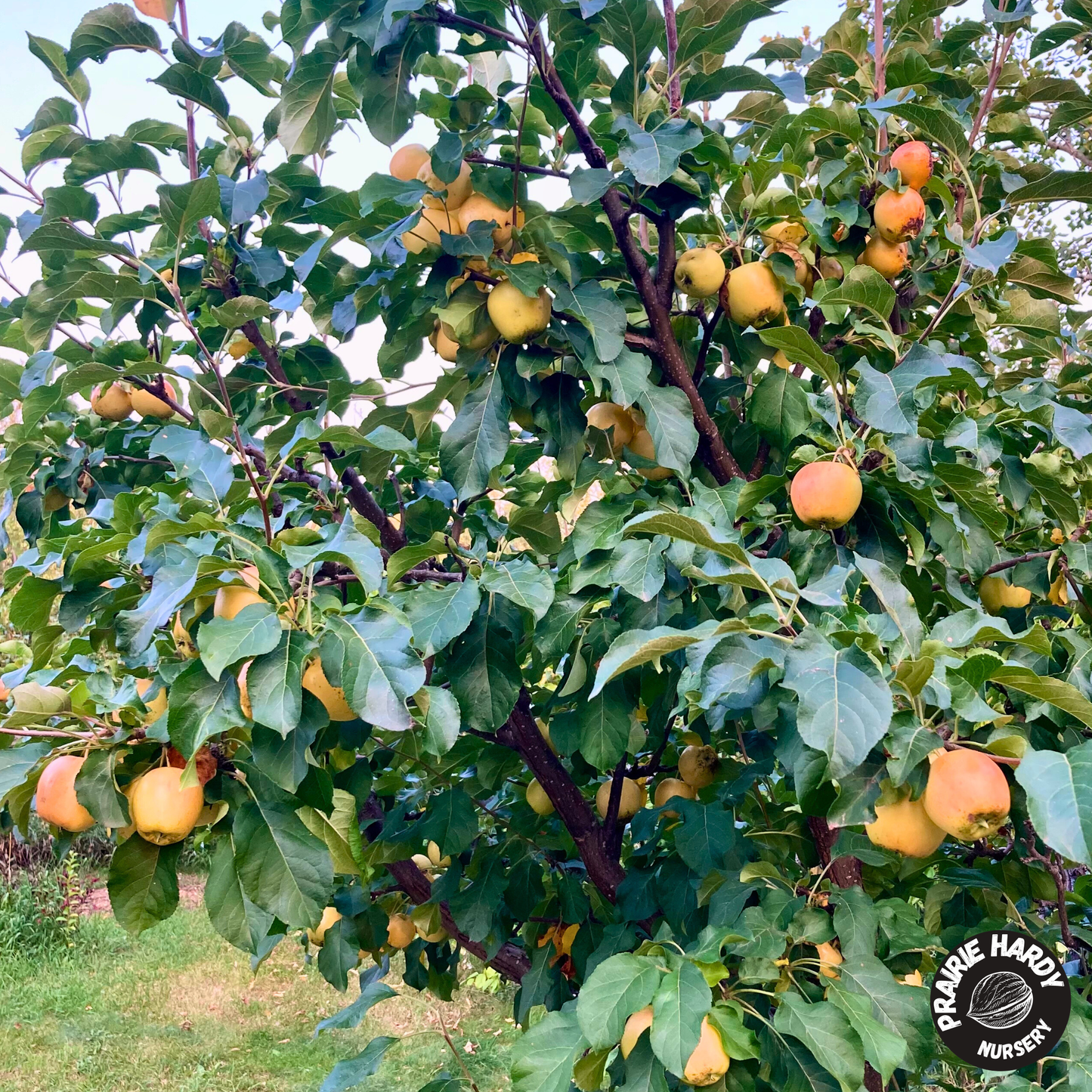 Boughen Delight Apple