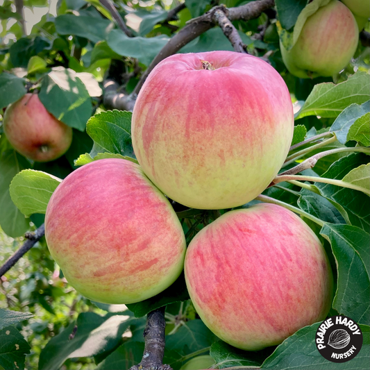 Carroll Apple