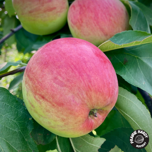 Carroll Apple