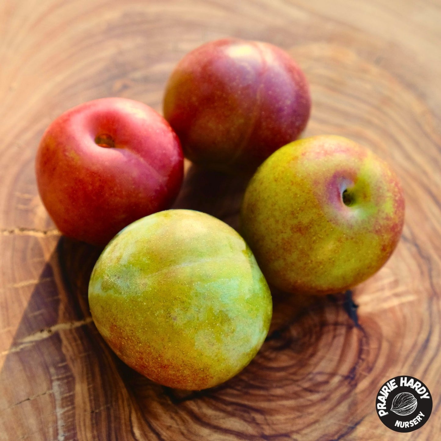 Fofonoff Plum