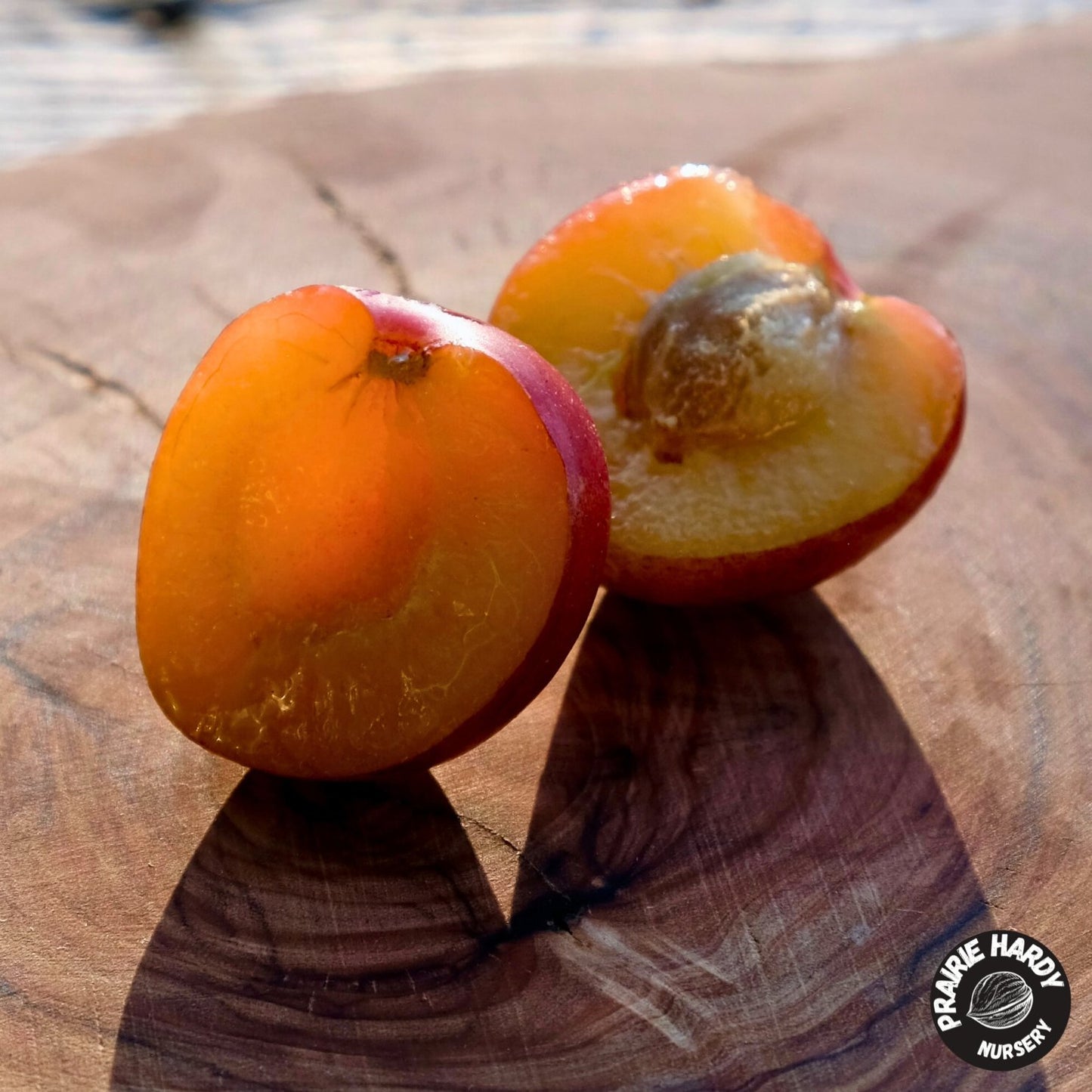 Fofonoff Plum