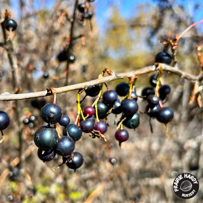 Golden Currant