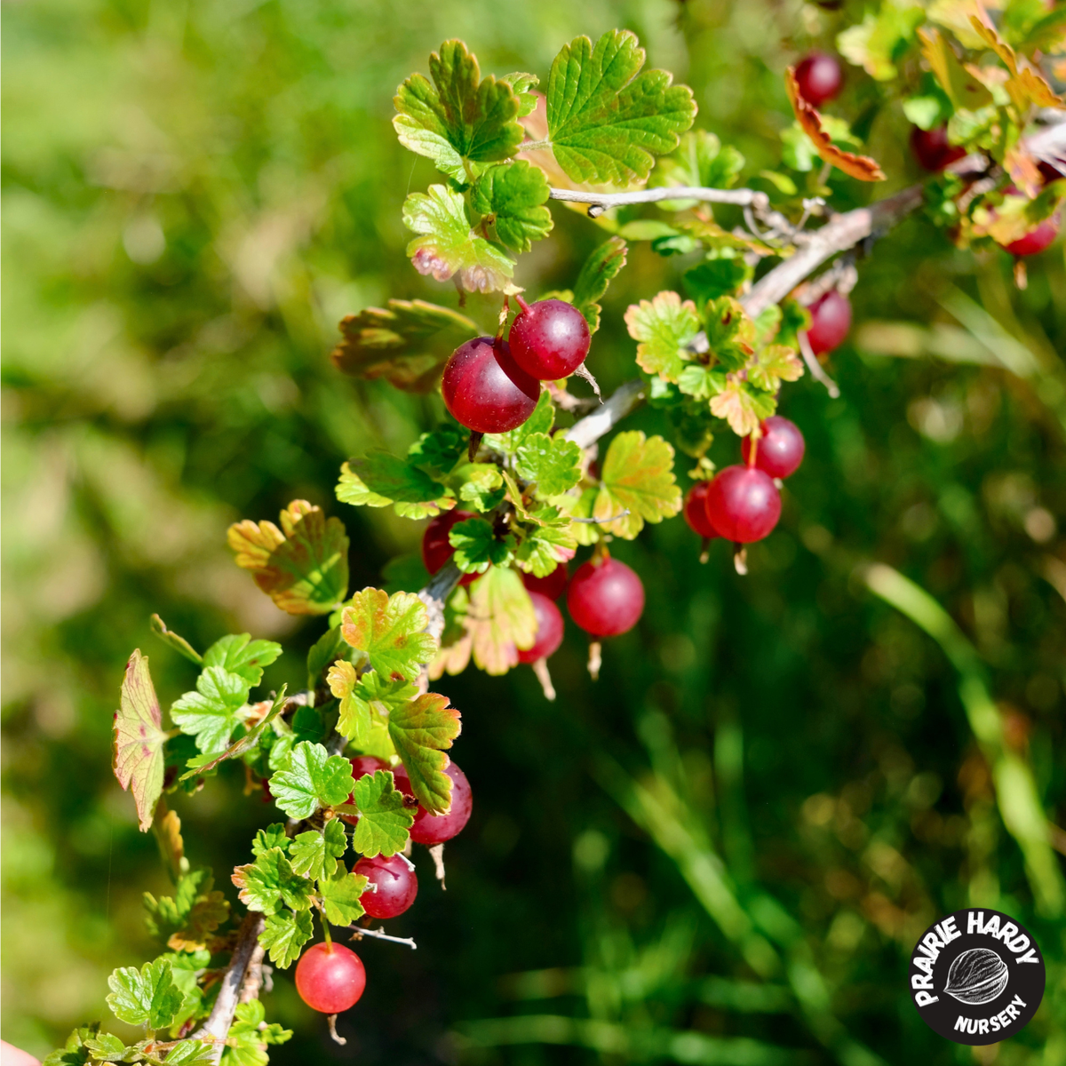 Northern Gooseberry