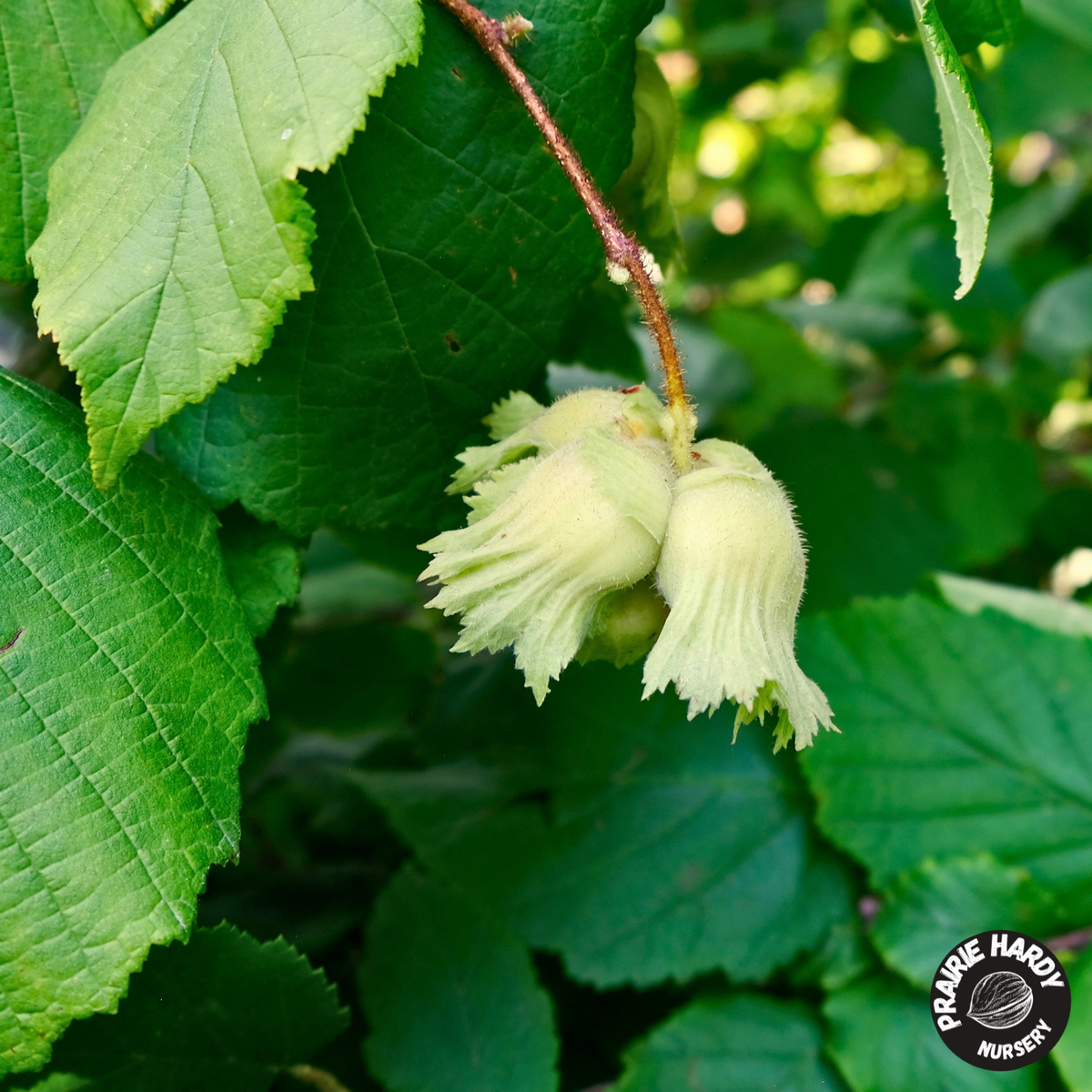 Northern Select Hazelnut