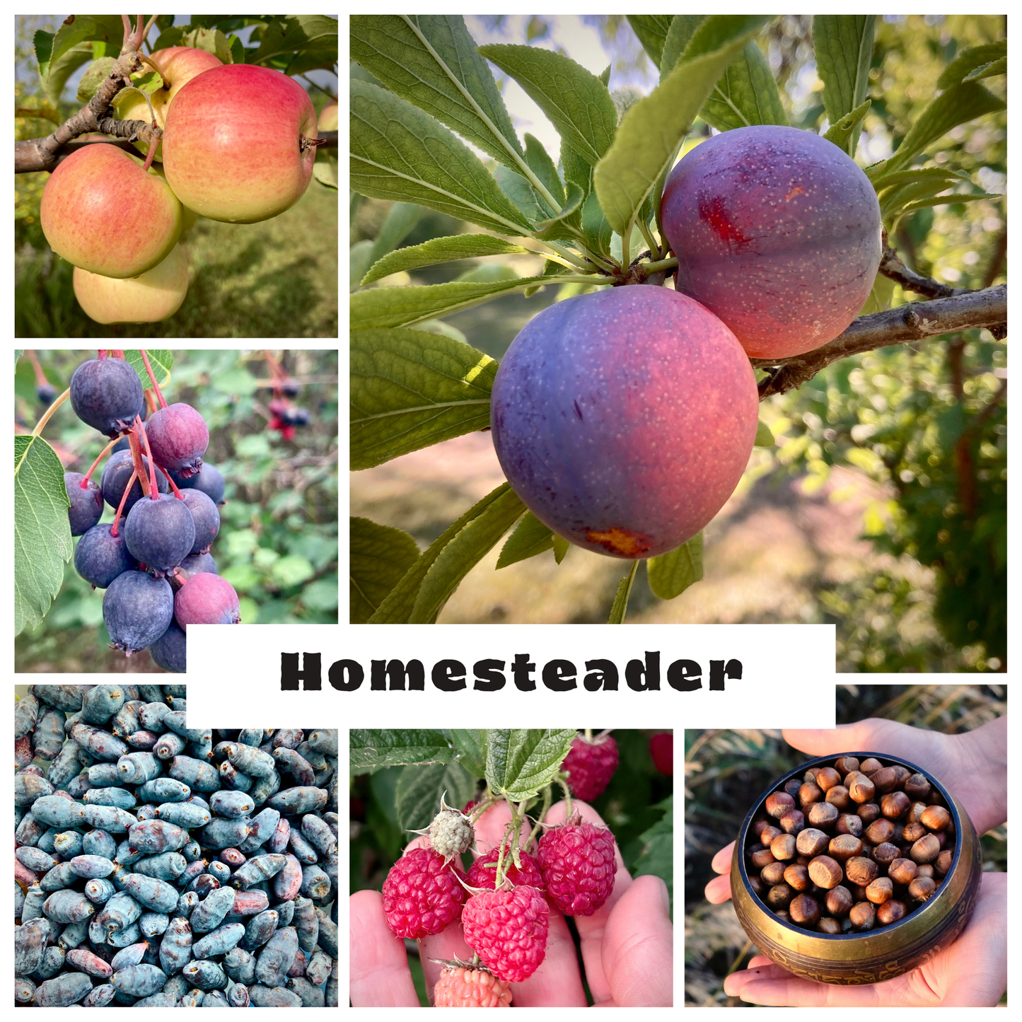 The Prairie Hardy Homesteader Bundle