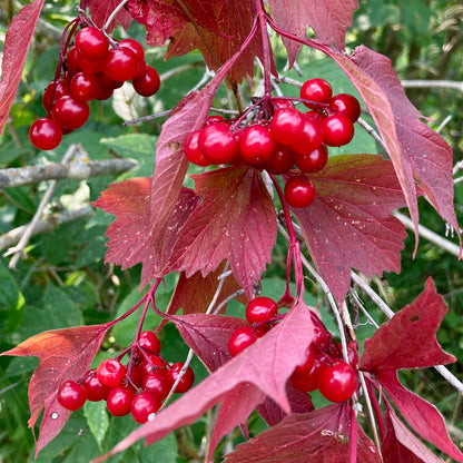 Highbush Cranberry