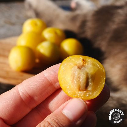 Rare and Heritage Plum Trees