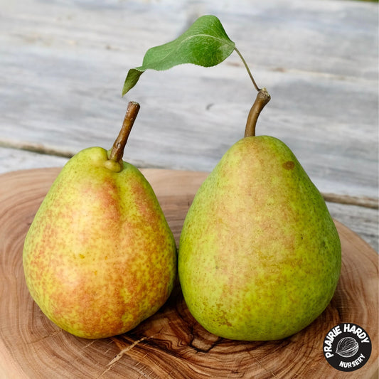 Krasnobokaya Pear