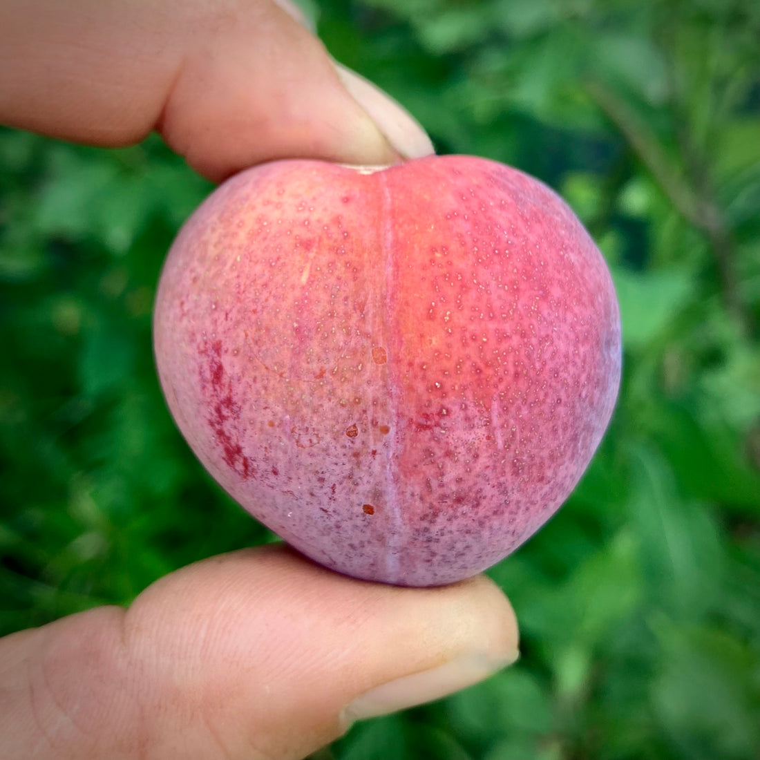 Lee Red Plum – Prairie Hardy Nursery