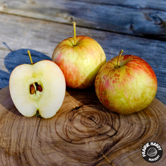 Lee #17 Apple