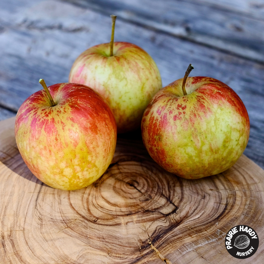 Lee #17 Apple