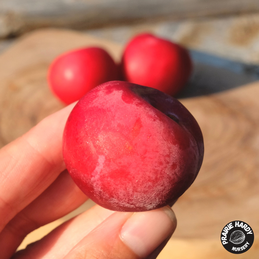 Lee Red Plum