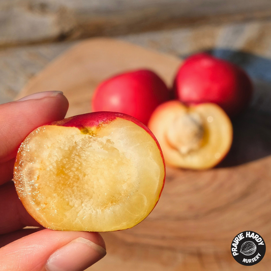 Lee Red Plum