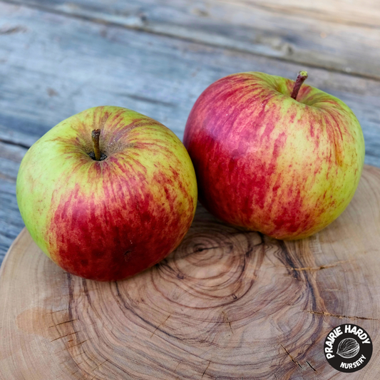 M360 Apple