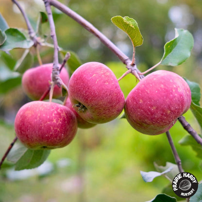 Minnesota #447 Apple