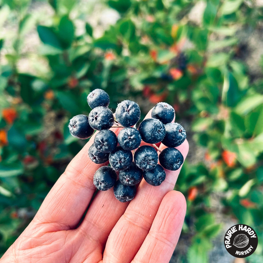 Nero Aronia Berry