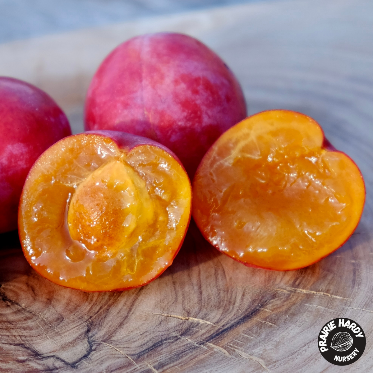 Rare and Heritage Plum Trees