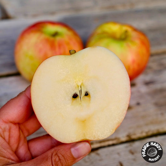 Orange Pumpkin Apple