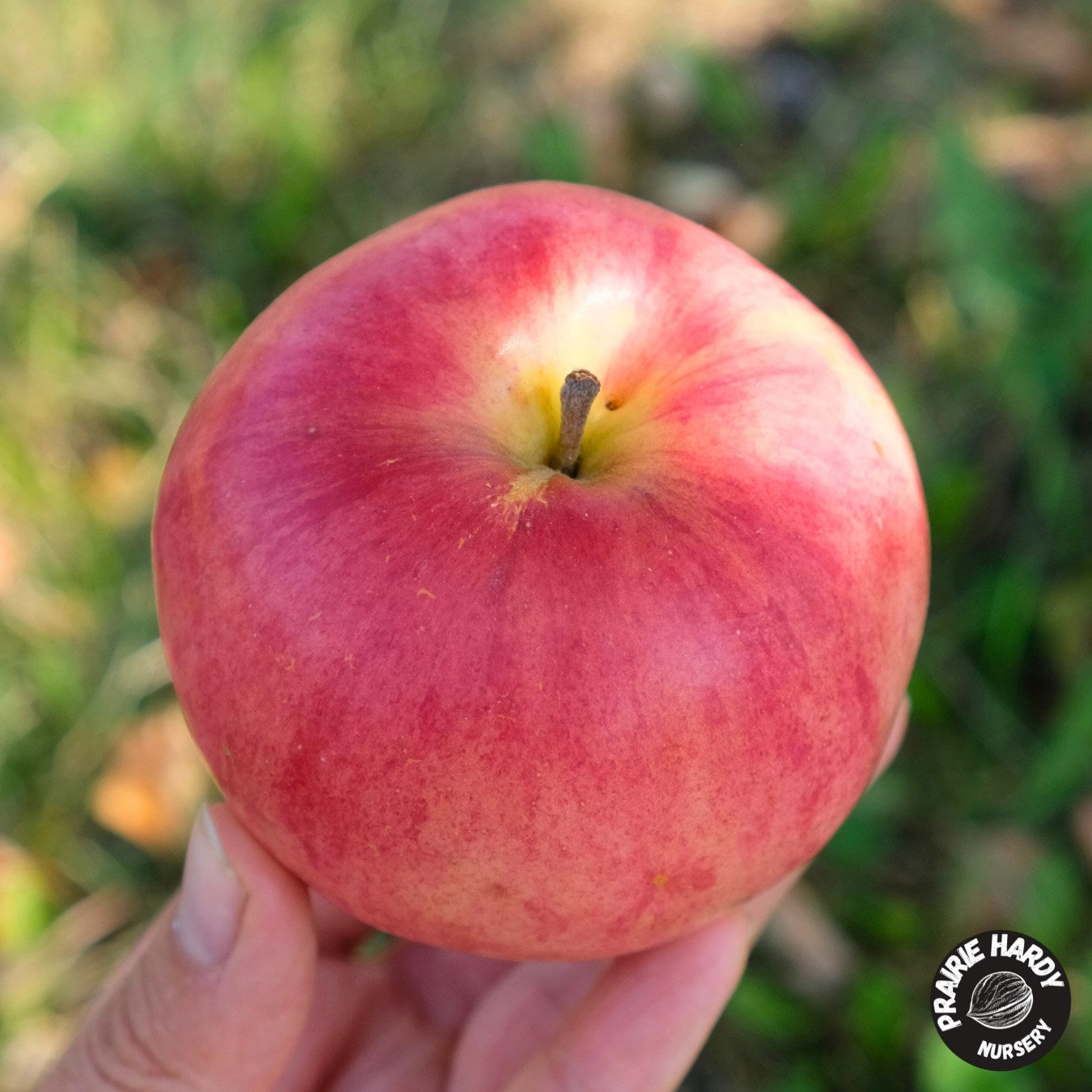 Orange Pumpkin Apple