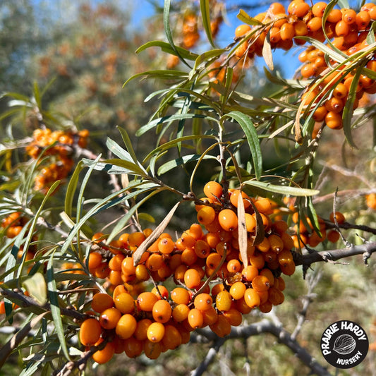 Orange September Sea Buckthorn