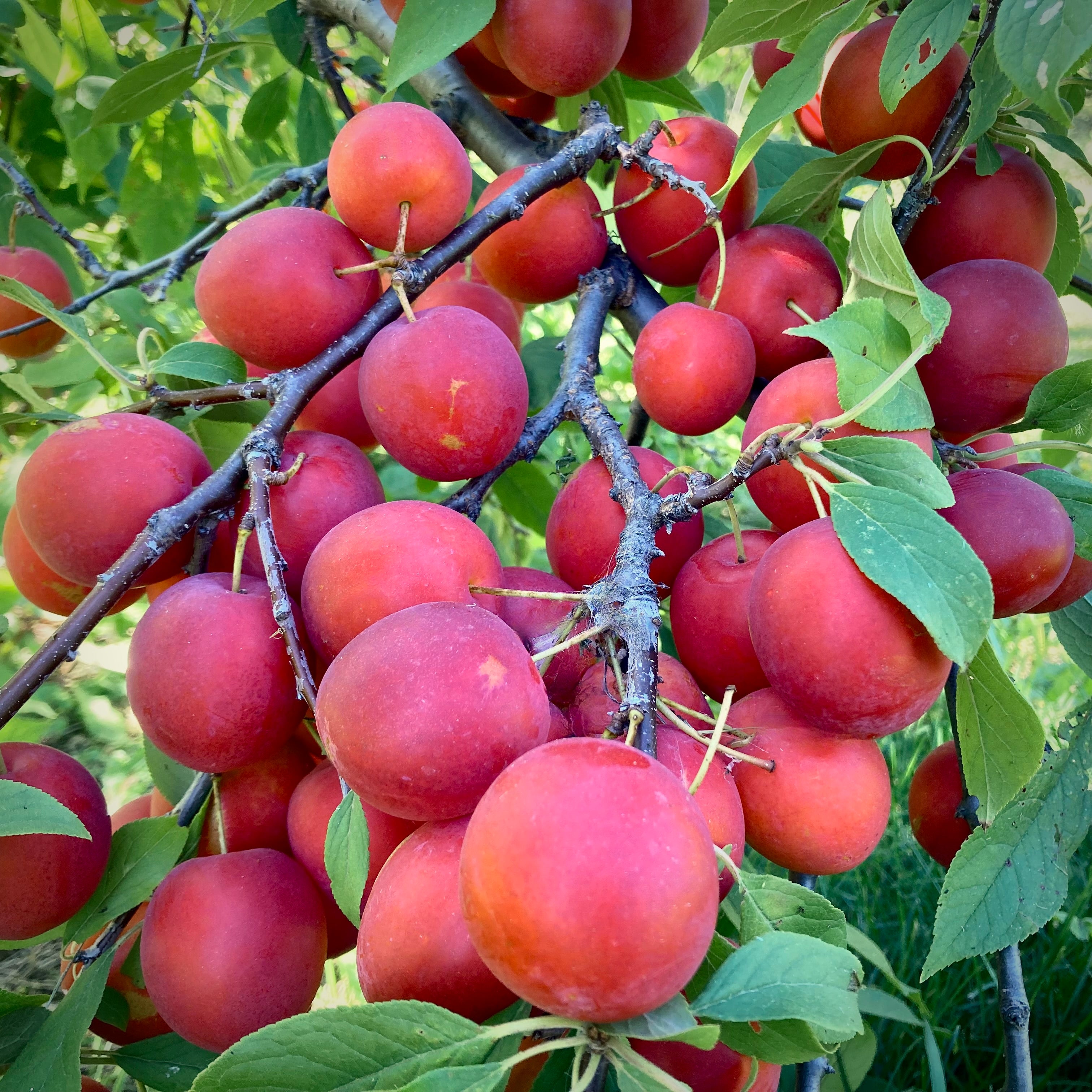 Patterson Pride Plum Prairie Hardy Nursery