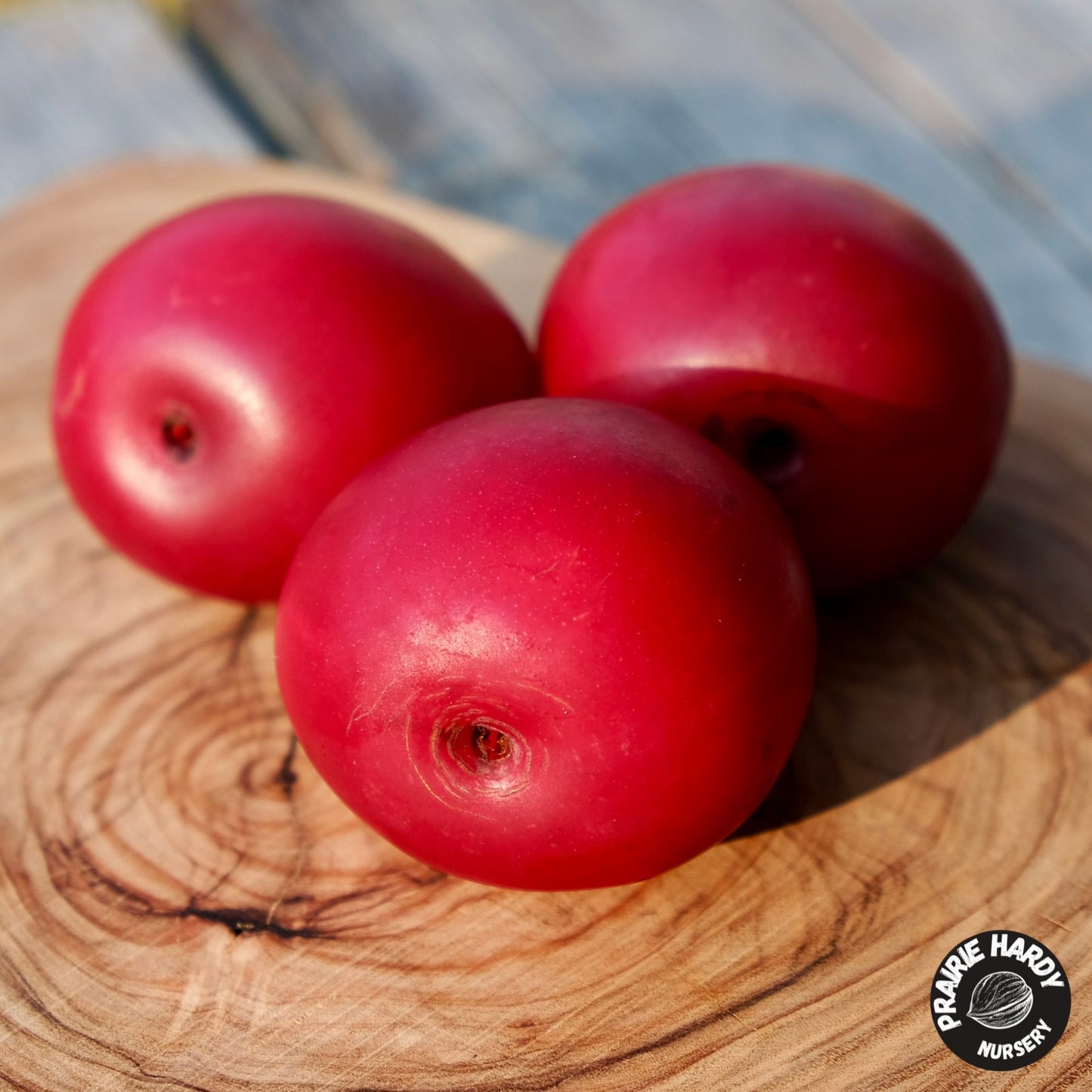 Patterson Pride Plum