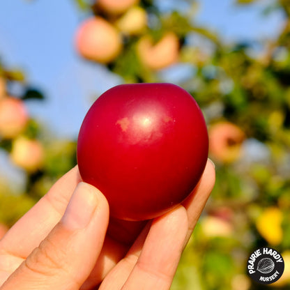 Patterson Pride Plum