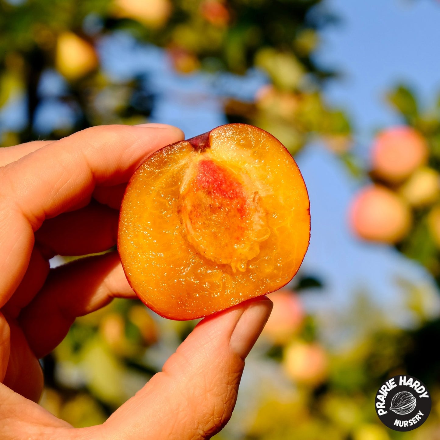 Patterson Pride Plum