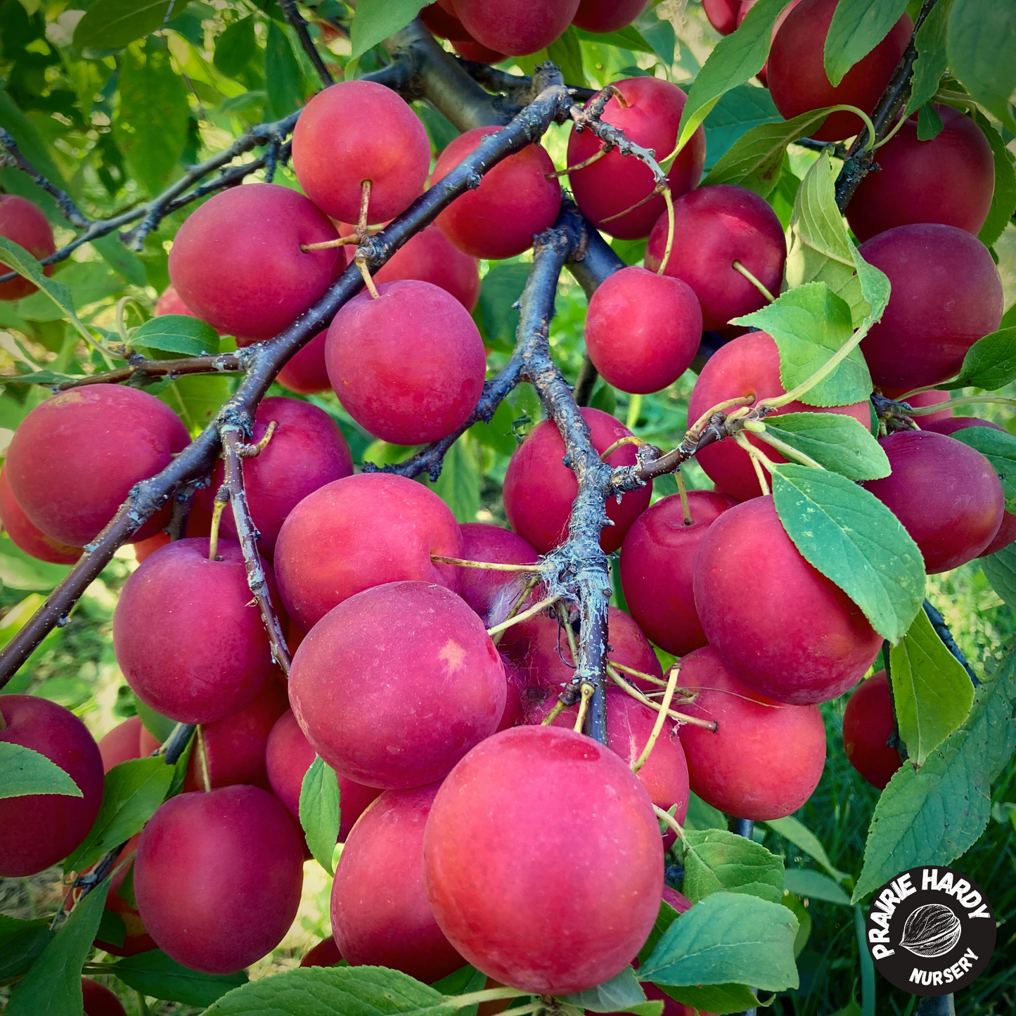 Patterson Pride Plum