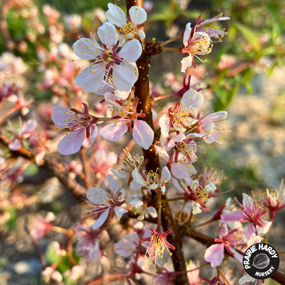 Rare and Heritage Plum Trees