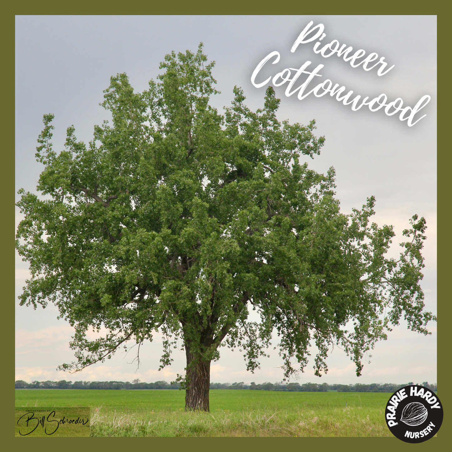 Pioneer Cottonwood