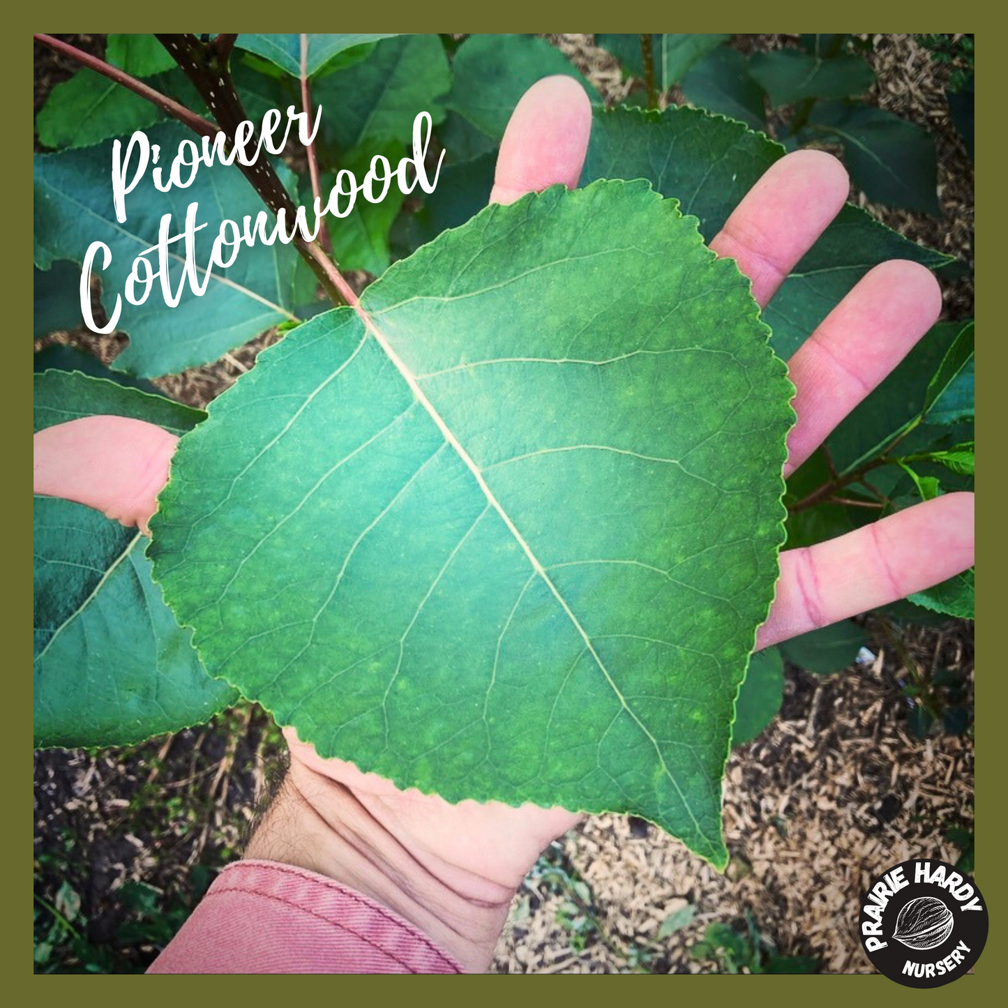 Pioneer Cottonwood