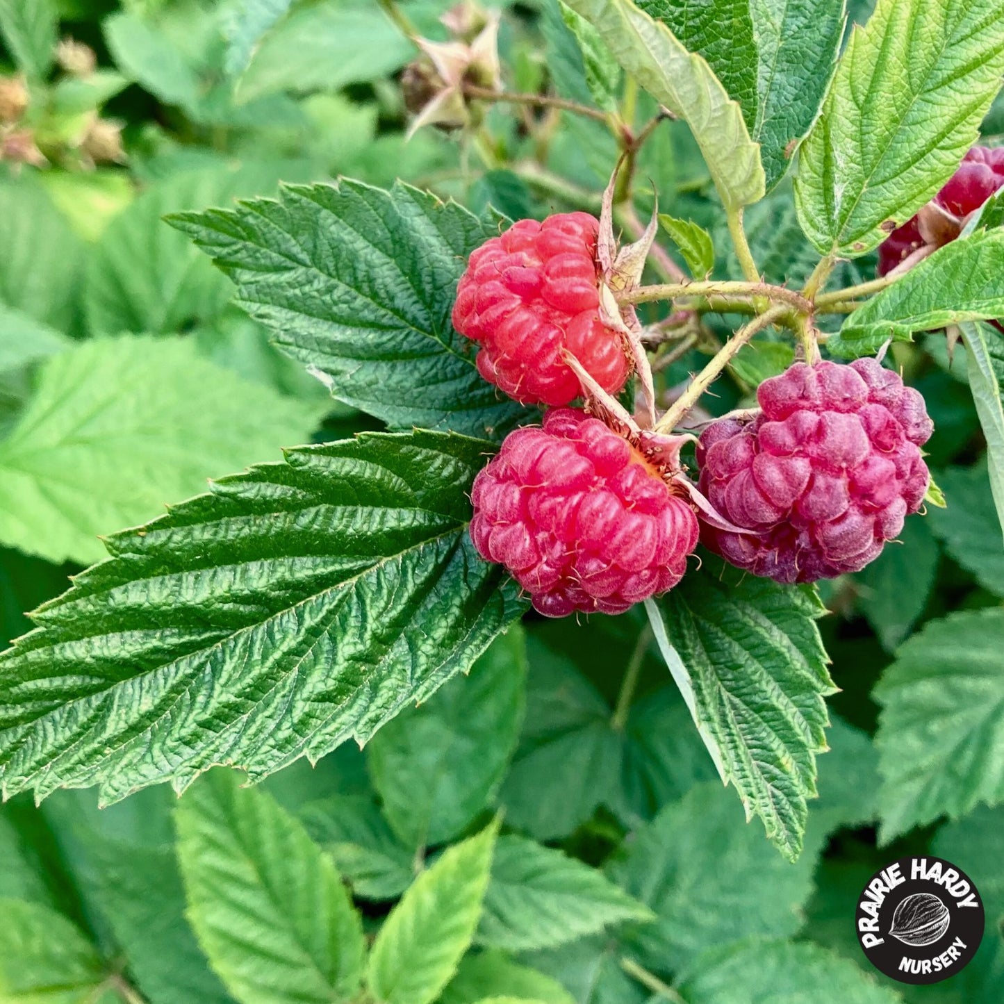 Red Bounty Raspberry