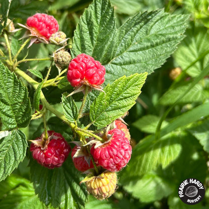 Red Bounty Raspberry
