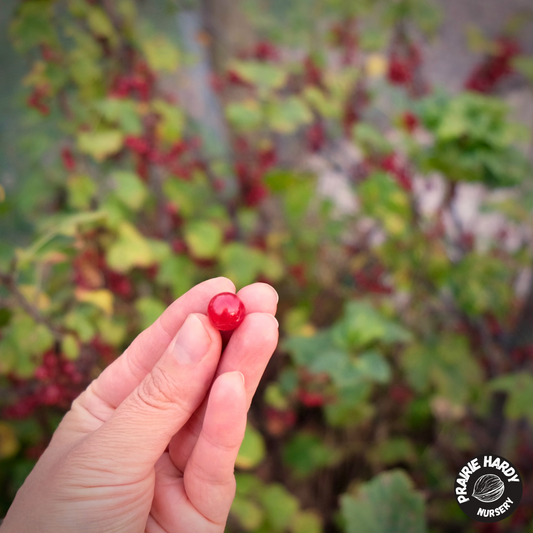 Red Lake Currant