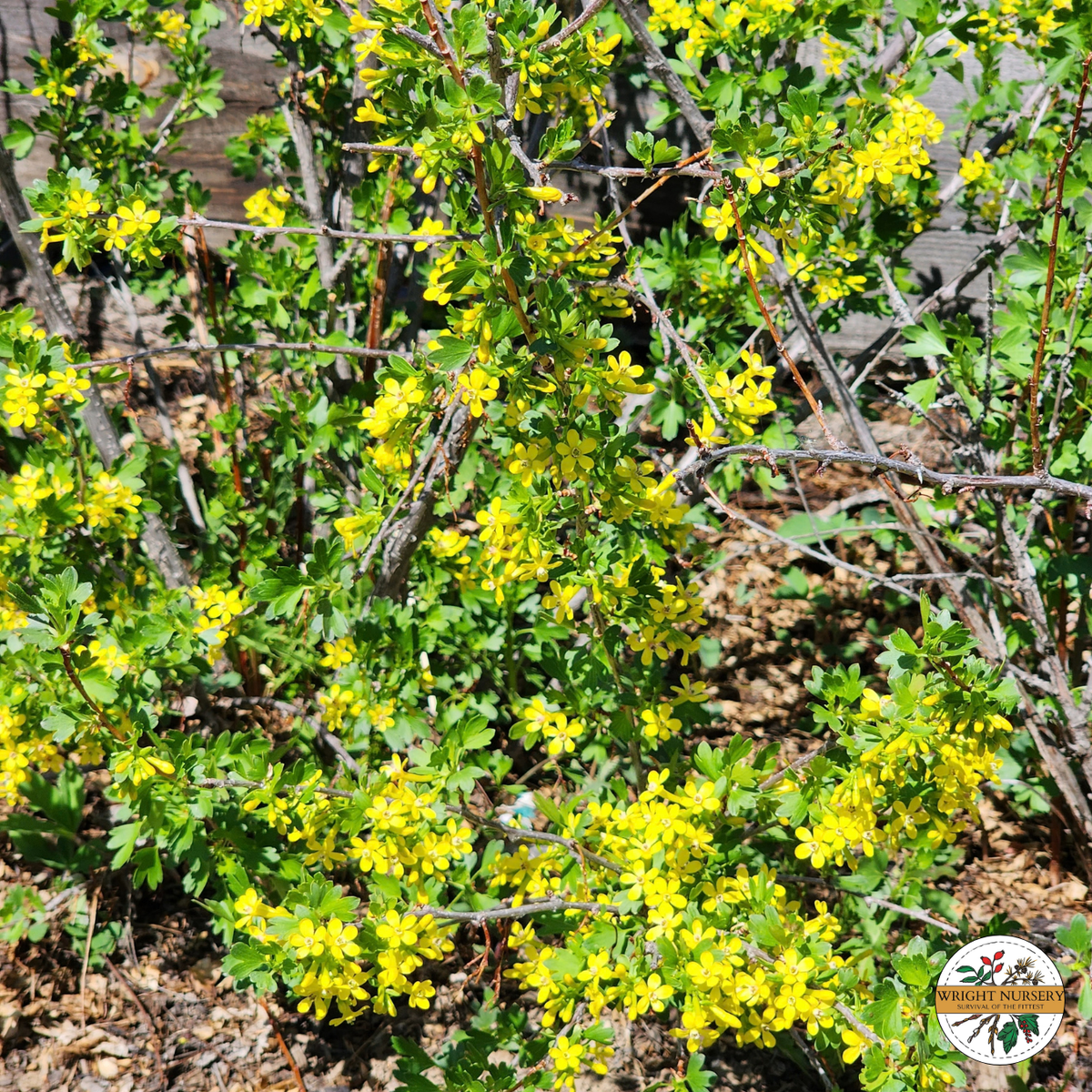 Golden Currant