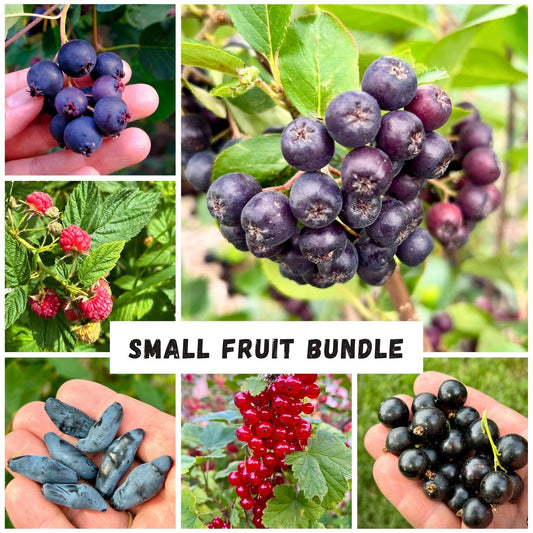 The Prairie Hardy Small Fruit Bundle